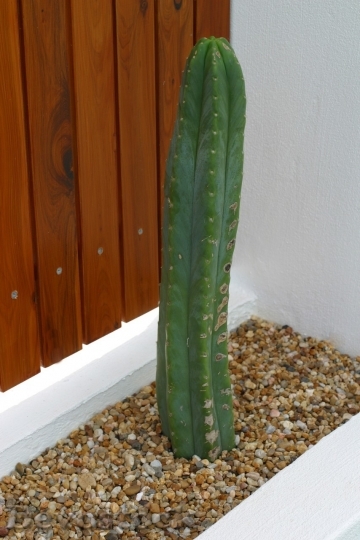 Devostock Cactus beautiful  (443)