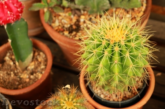 Devostock Cactus beautiful  (444)