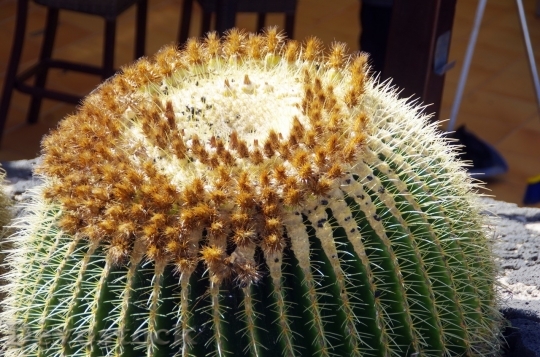 Devostock Cactus beautiful  (445)