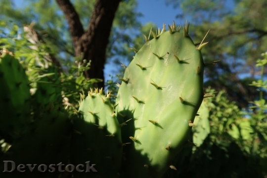 Devostock Cactus beautiful  (447)