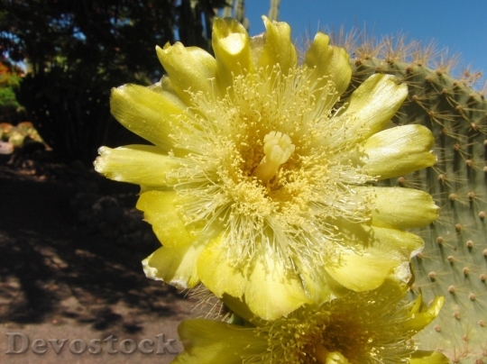 Devostock Cactus beautiful  (449)