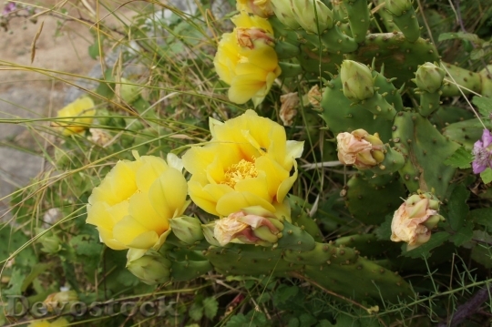 Devostock Cactus beautiful  (45)