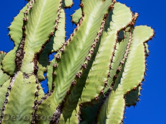Devostock Cactus beautiful  (455)