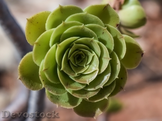 Devostock Cactus beautiful  (457)
