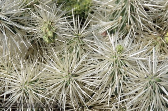 Devostock Cactus beautiful  (459)