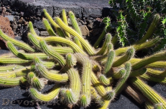 Devostock Cactus beautiful  (465)