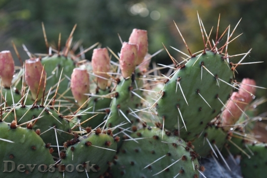 Devostock Cactus beautiful  (466)