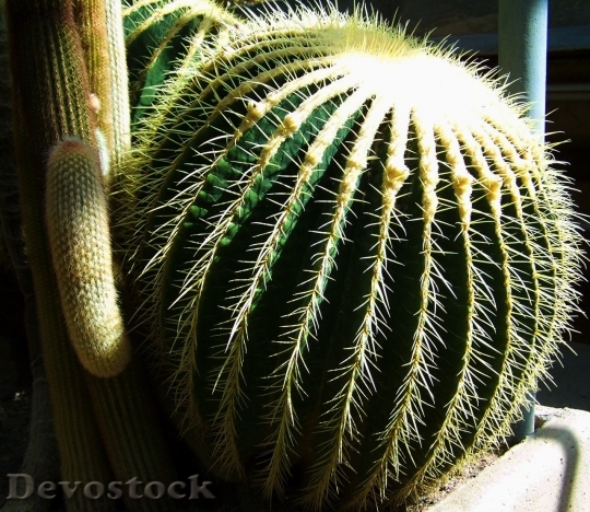 Devostock Cactus beautiful  (470)