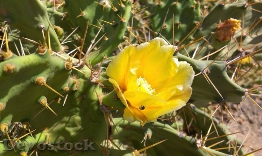 Devostock Cactus beautiful  (471)