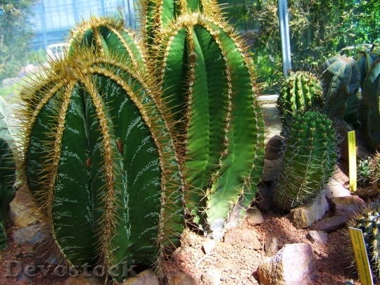 Devostock Cactus beautiful  (472)