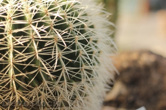 Devostock Cactus beautiful  (473)