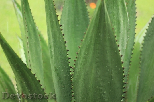 Devostock Cactus beautiful  (474)