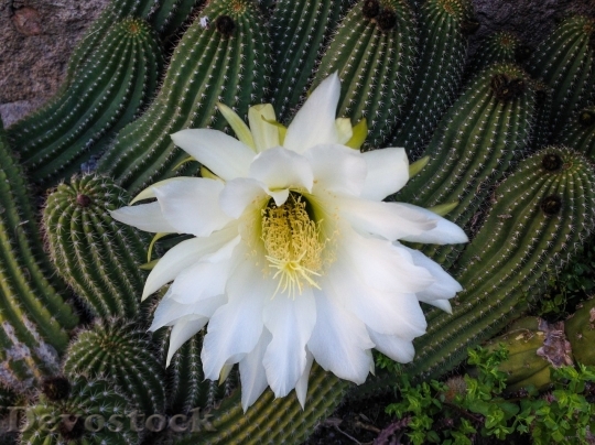 Devostock Cactus beautiful  (476)