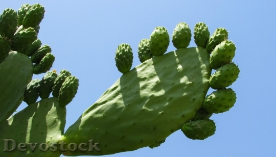 Devostock Cactus beautiful  (477)