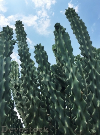 Devostock Cactus beautiful  (481)