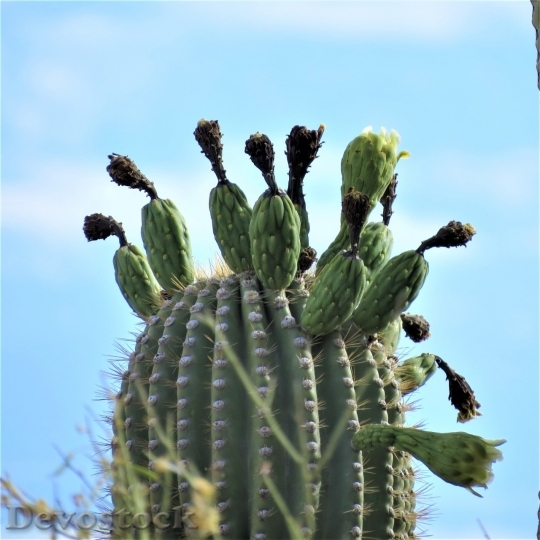 Devostock Cactus beautiful  (482)