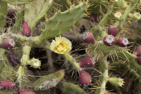 Devostock Cactus beautiful  (484)