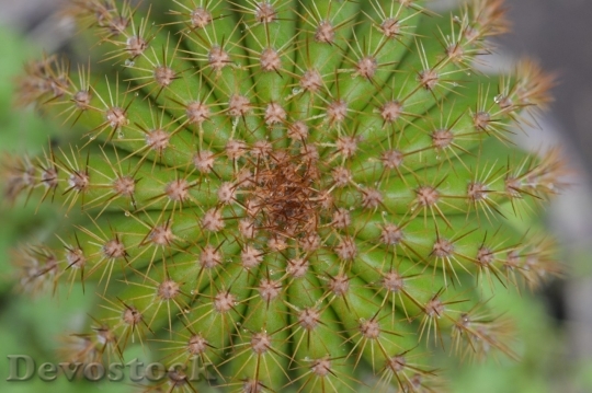 Devostock Cactus beautiful  (486)