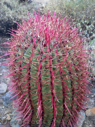Devostock Cactus beautiful  (487)