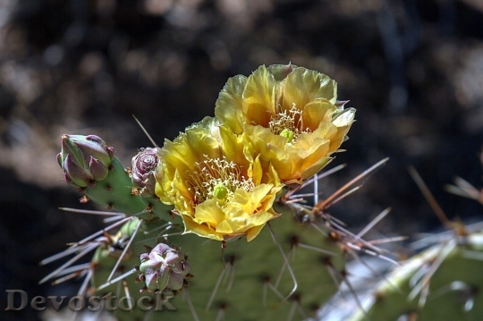 Devostock Cactus beautiful  (489)