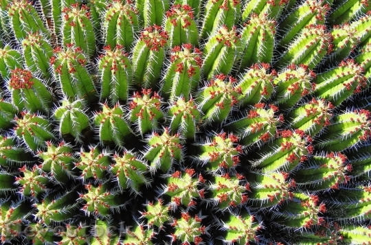 Devostock Cactus beautiful  (492)