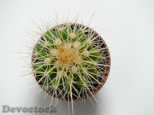 Devostock Cactus beautiful  (495)