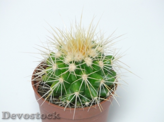 Devostock Cactus beautiful  (496)