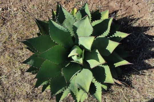 Devostock Cactus beautiful  (499)