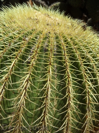 Devostock Cactus beautiful  (5)