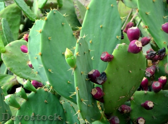 Devostock Cactus beautiful  (50)
