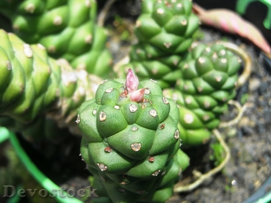 Devostock Cactus beautiful  (54)