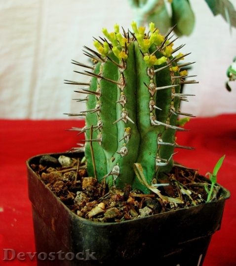 Devostock Cactus beautiful  (55)