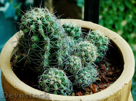 Devostock Cactus beautiful  (57)