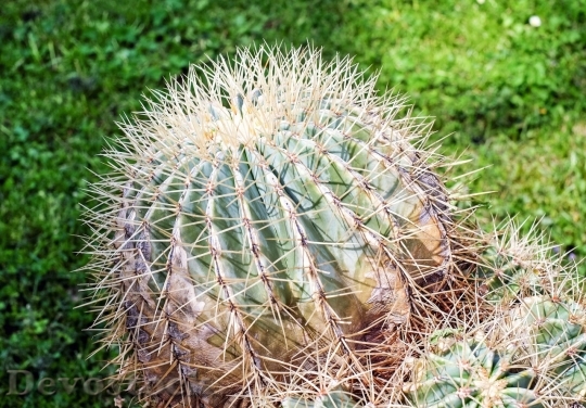 Devostock Cactus beautiful  (58)