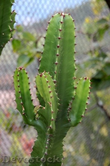 Devostock Cactus beautiful  (59)