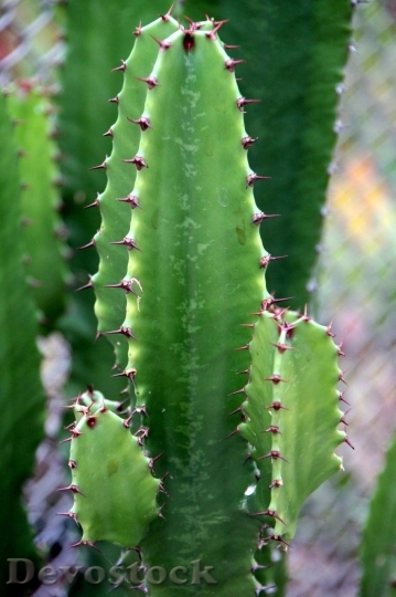 Devostock Cactus beautiful  (60)
