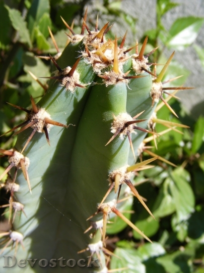 Devostock Cactus beautiful  (61)