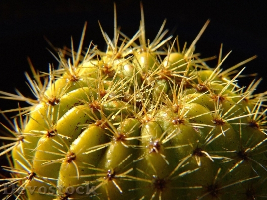 Devostock Cactus beautiful  (66)
