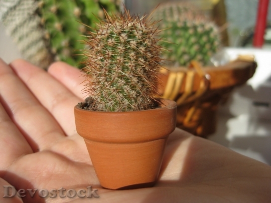 Devostock Cactus beautiful  (67)