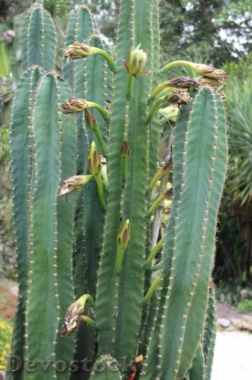 Devostock Cactus beautiful  (69)