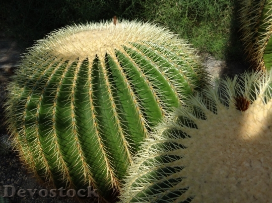 Devostock Cactus beautiful  (70)