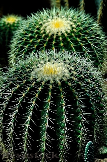 Devostock Cactus beautiful  (72)