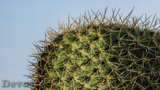 Devostock Cactus beautiful  (77)