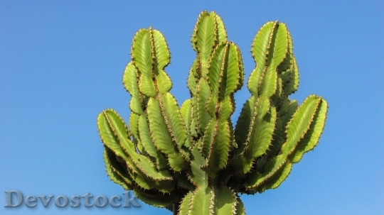 Devostock Cactus beautiful  (78)