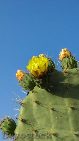 Devostock Cactus beautiful  (79)
