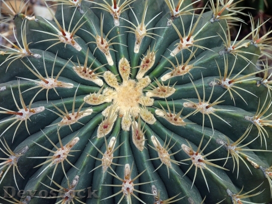 Devostock Cactus beautiful  (8)