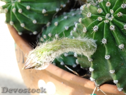 Devostock Cactus beautiful  (81)