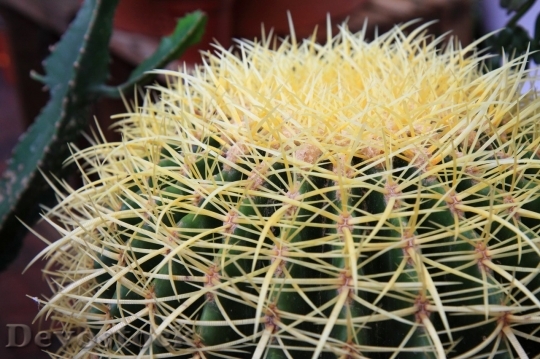 Devostock Cactus beautiful  (82)