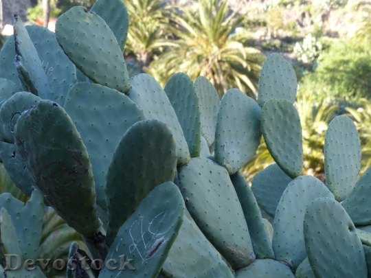 Devostock Cactus beautiful  (83)