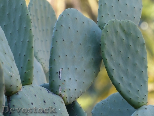 Devostock Cactus beautiful  (84)